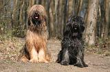 BRIARD 010